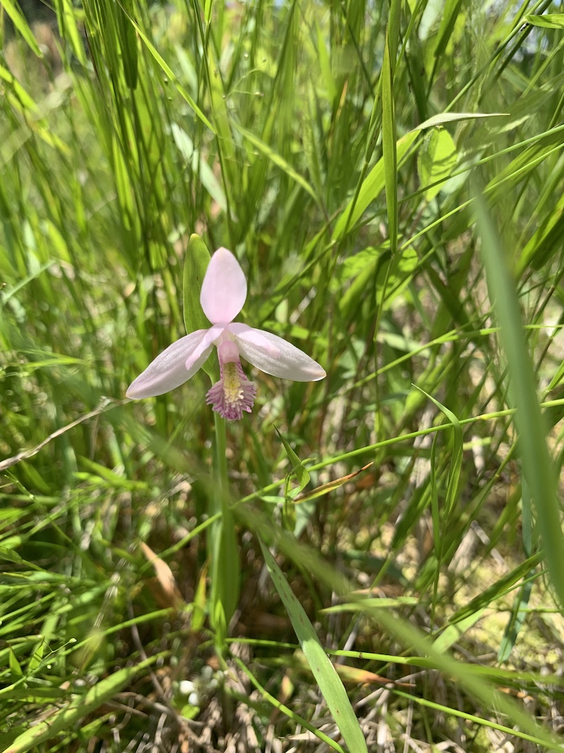 Fig 16_Pogonia ophioglossoides_JoVonn Hill.jpeg