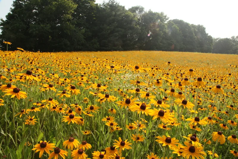Boone’s Prairie, an SGI restoration site, Dunbar Cave State Park - Photo by Rebecca Johnson