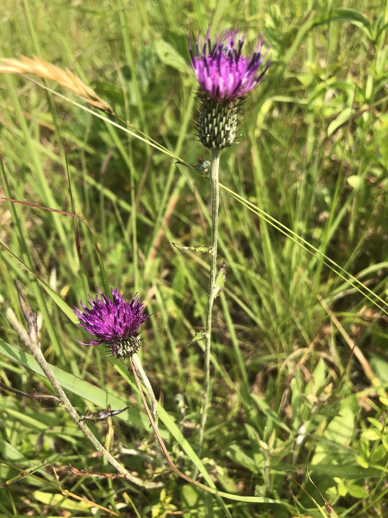 Soft thistle-Meredith Clebsch.jpg