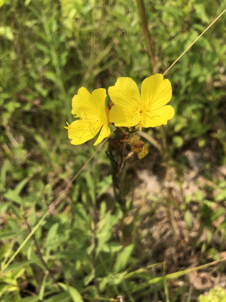 Narrow-leaved sundrops -Meredith Clebsch.jpg