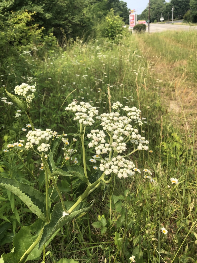 Wild quinine-Meredith Clebsch.jpg