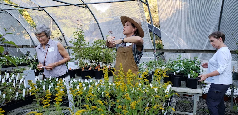 Helping people see plants, in this case Solidago . Photo by Jennifer Ceska
