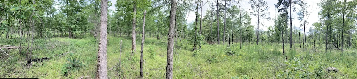 Saving rare butterflies, one plant survey at a time