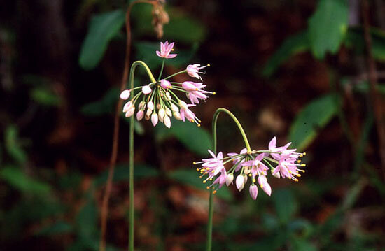 Allium cernuum (Nodding Wild Onion)