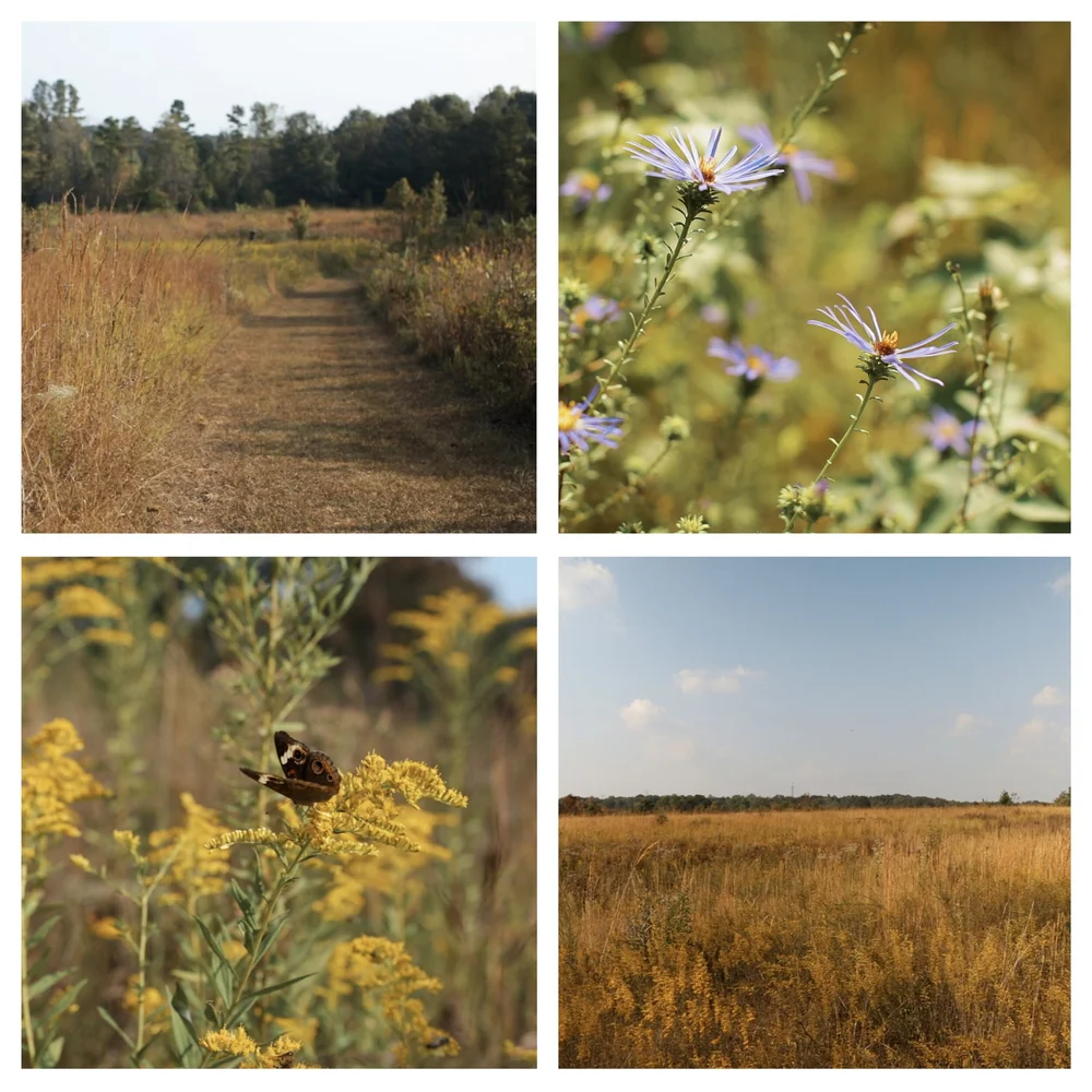 New Videos Released On The History And Future Of Prairies In The Piedmont Important To People Pollinators And Wildlife Southeastern Grasslands Initiative