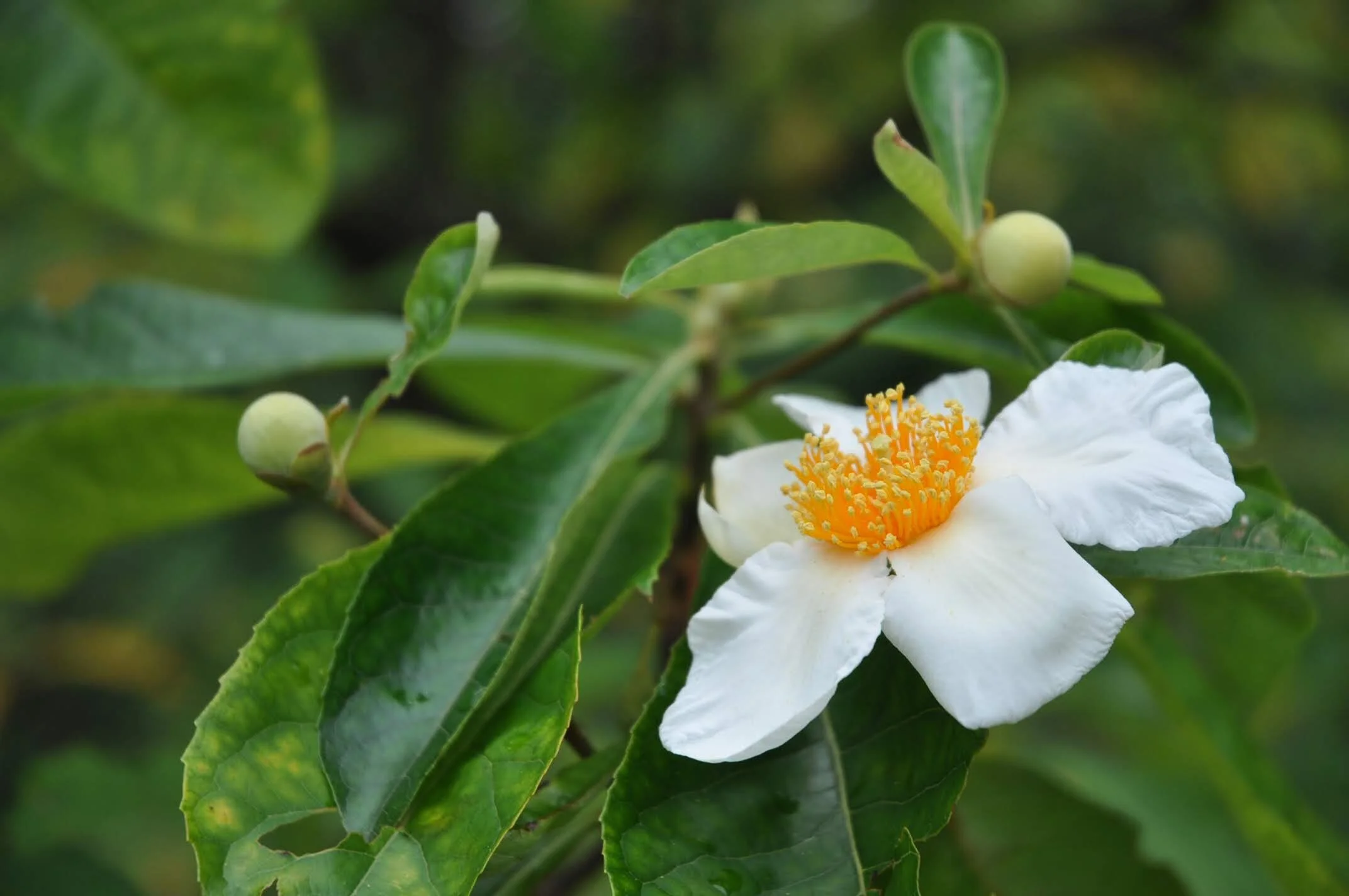 Tales from the Crypt – Extinct Plants of the Southeastern Grasslands