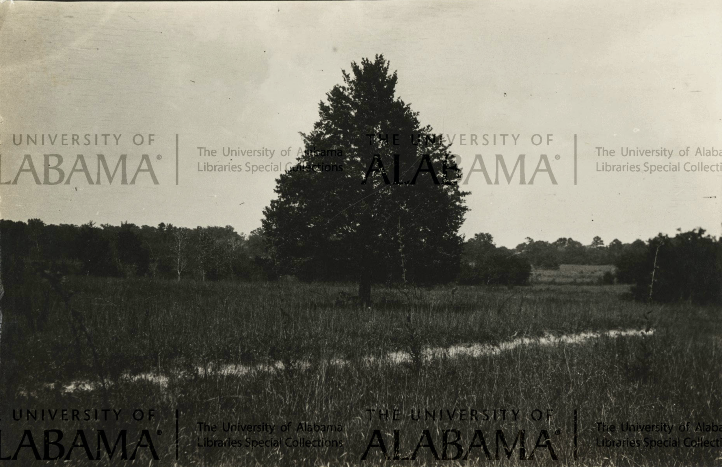 Prairie vegetation about 1/2 mile west of Cahaba River, Dallas Co., Sept. 1922 (Copy)