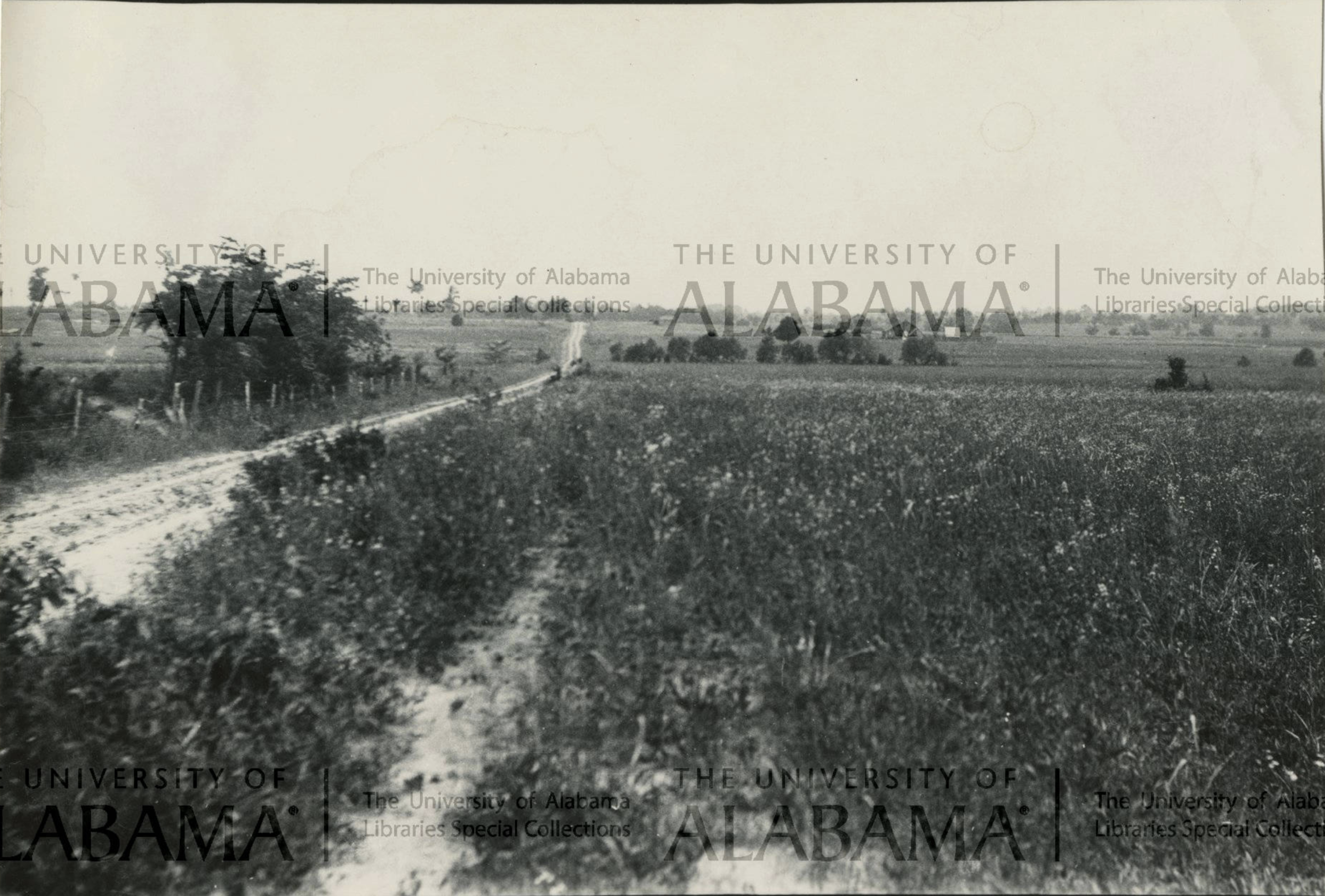 Looking about S over rolling prairie country, about 1m. SW of Cedarville, Hale Co., AL, June 1923 (Copy)