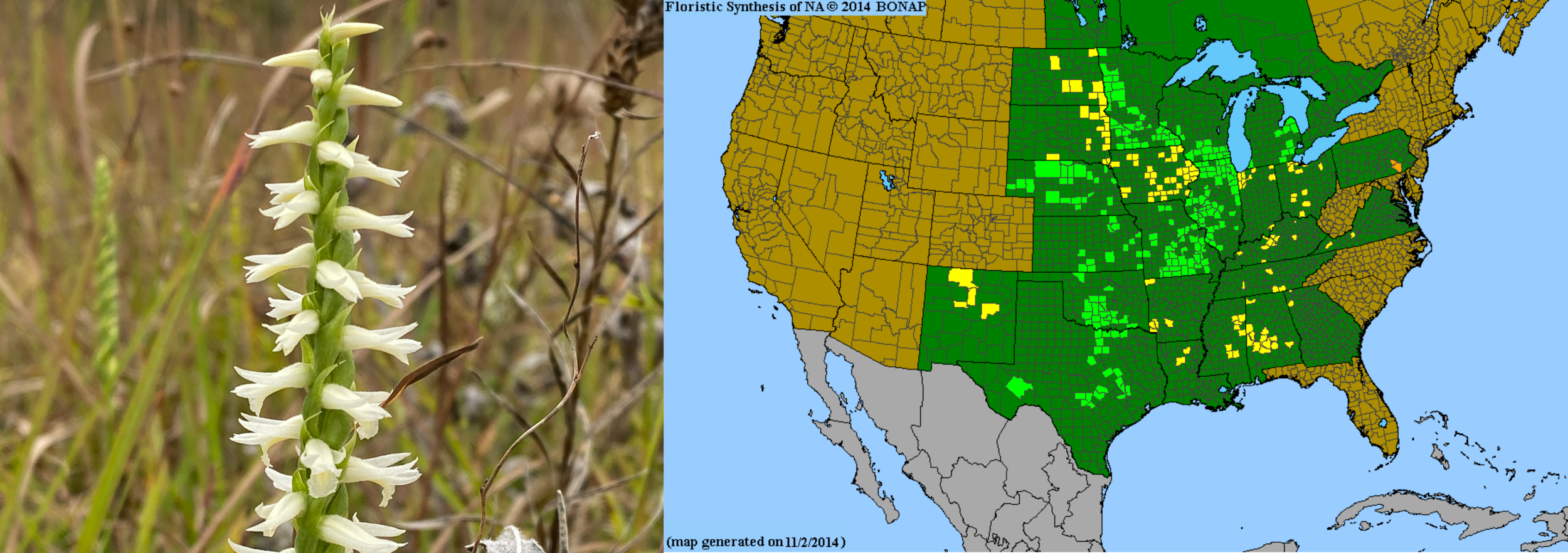 Great Plains Ladies Tresses (Spiranthes magnicamporum) (Copy)