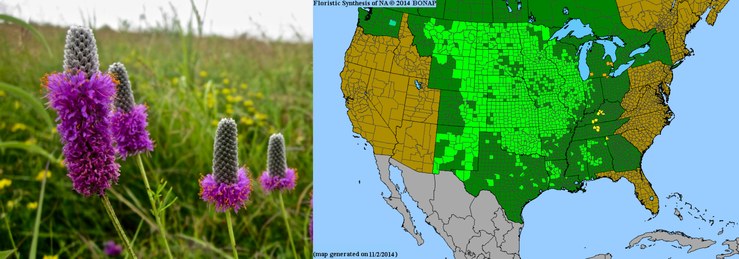 Purple Prairie Clover (Dalea purpurea) (Copy)