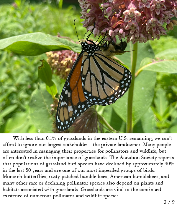 Monarch on milkweed. Story in caption.