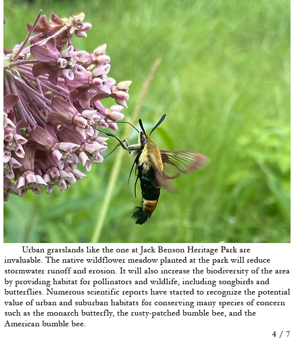 Snowberry clearwing moth at milkweed flowers. Story in caption.