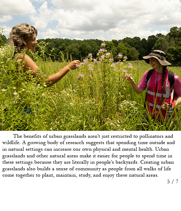 SGI staff and volunteer in a prairie planting. Story in caption.