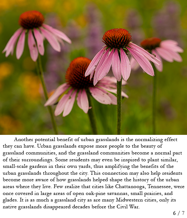 Purple coneflowers in a planting. Story in caption.