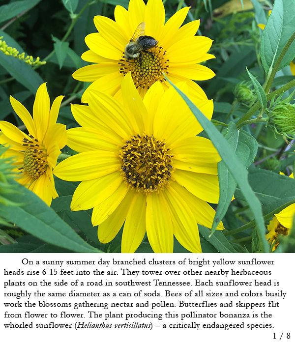 Whorled sunflowers with bumble bee. Story in caption.