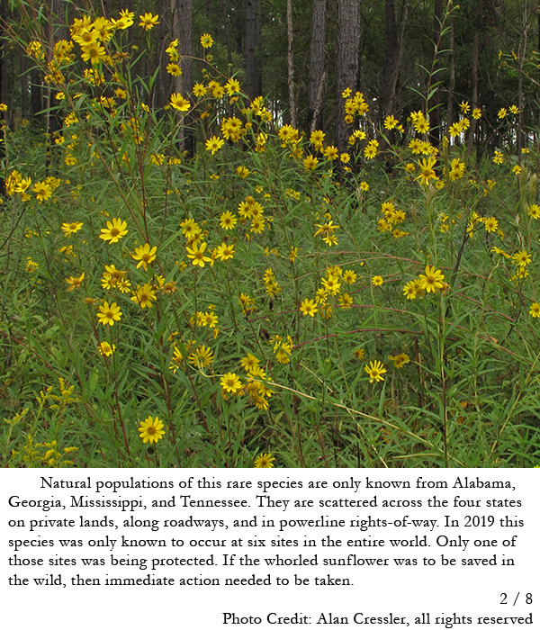 Field of whorled sunflowers. Story in caption.