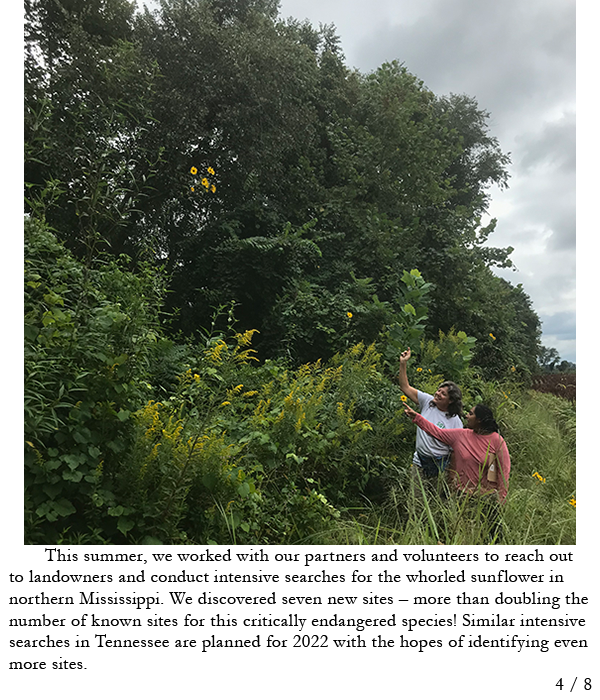 Volunteers looking at tall whorled sunflower by roadside. Story in caption.