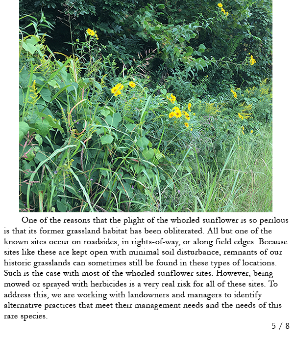 Whorled sunflowers along a roadside. Story in caption.