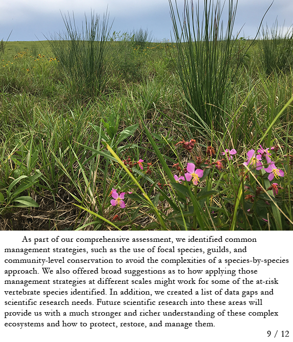 Grassland with pink flowers in foreground. Story in caption.