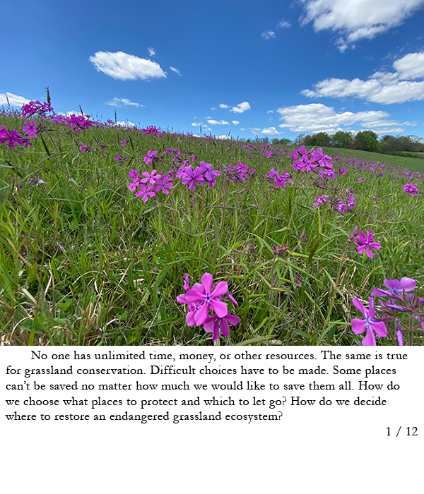 Grassland with phlox blooming in foreground and bright blue sky with puffy white clouds above. Story in caption.