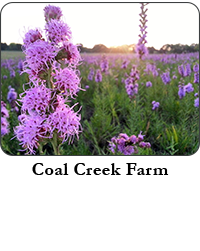 Coal Creek Farm