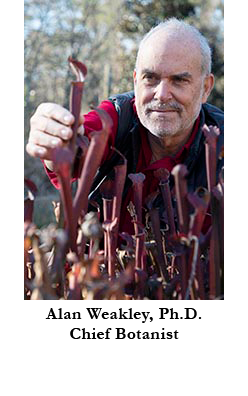 Alan Weakley, Ph.D., Chief Botanist