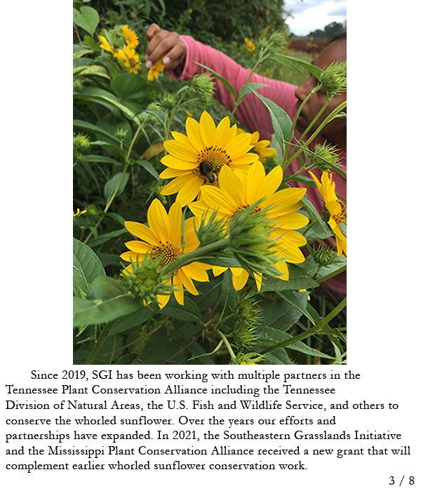 Volunteer looking at whorled sunflowers. Story in caption.