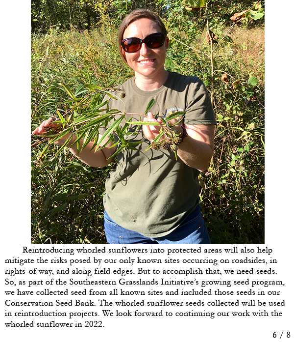 SGI staff member collecting seeds from whorled sunflower. Story in caption.