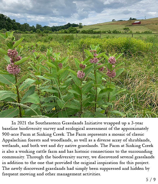 Farm scene with milkweeds and other native wildflowers in field with red barn in background. Story in caption.
