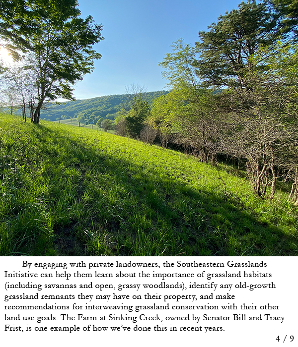 Grassland on a hill with trees surrounding it. Story in caption.