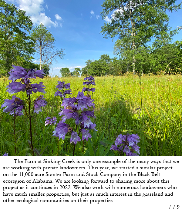 Grassland with scattered trees in background and purple flowers in foreground. Story in caption.