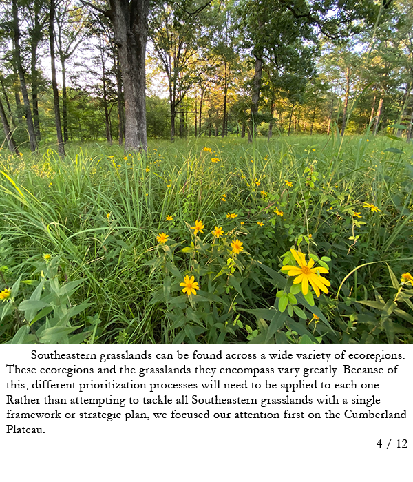 Yellow flowers blooming among grasses in an open woodland community. Story in caption.