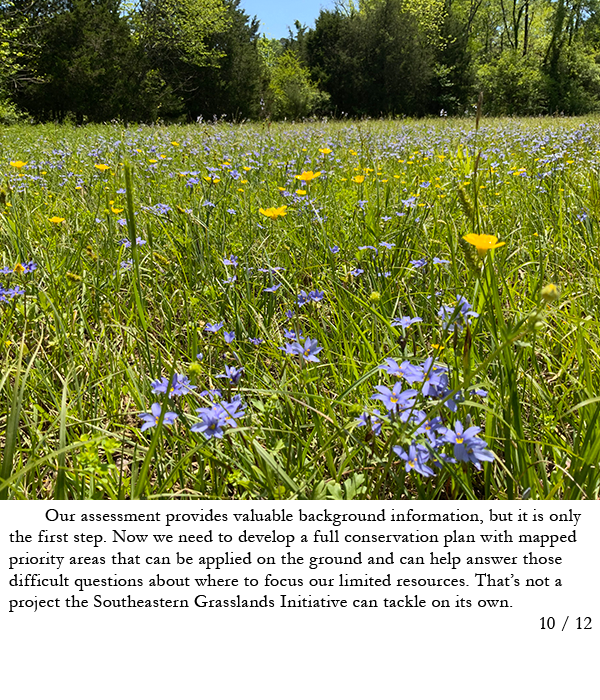 Meadow with yellow and blue flowers. Story in caption.