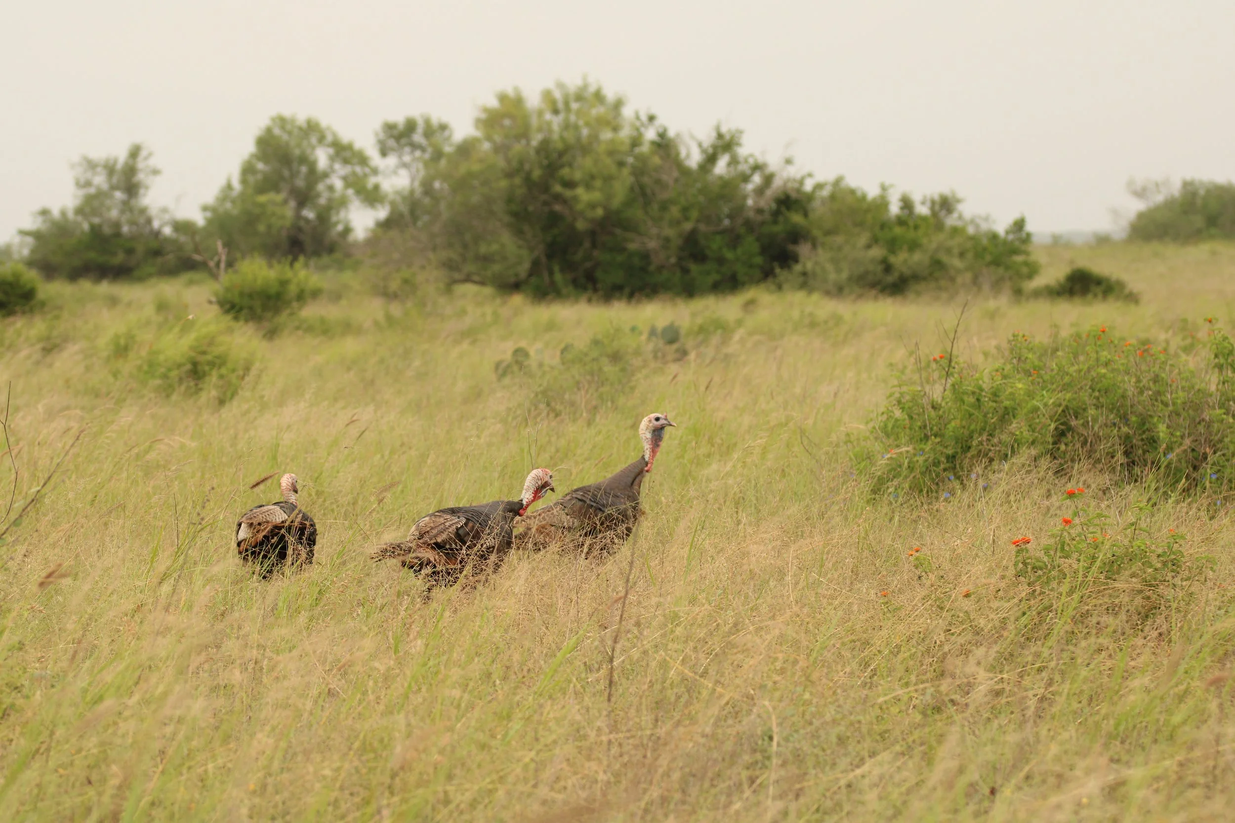 Wild turkeys in Willacy Co., TX