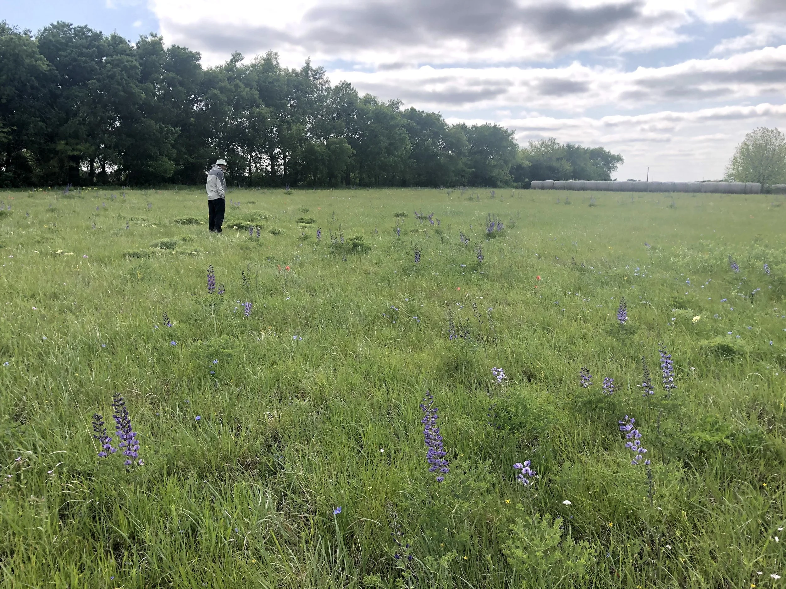 George Diggs in a Red River Prairie remnant full of Baptisia hybrids. Grayson Co., TX