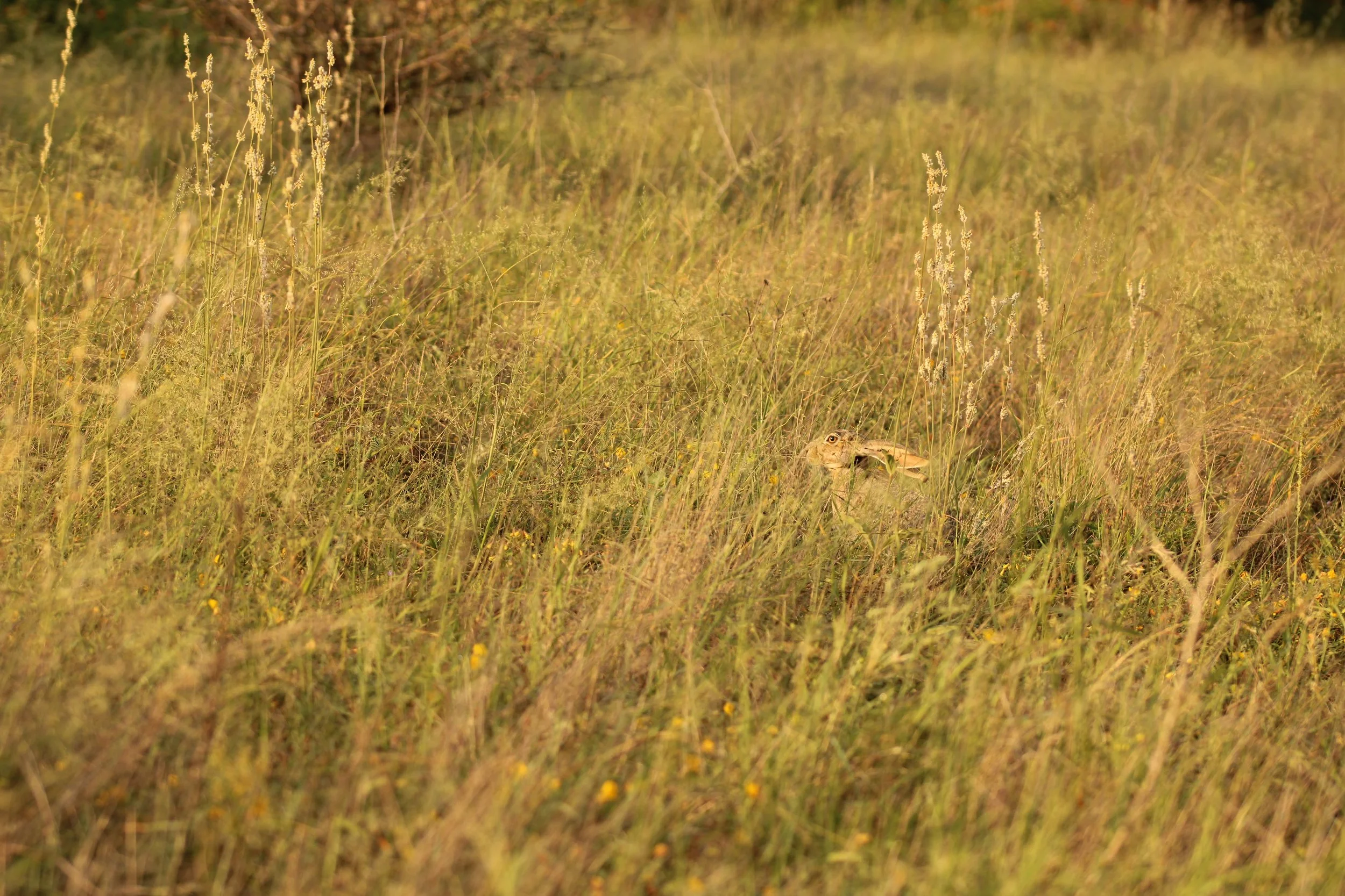 Jackrabbit hiding in the grass in Jim Hogg Co., TX