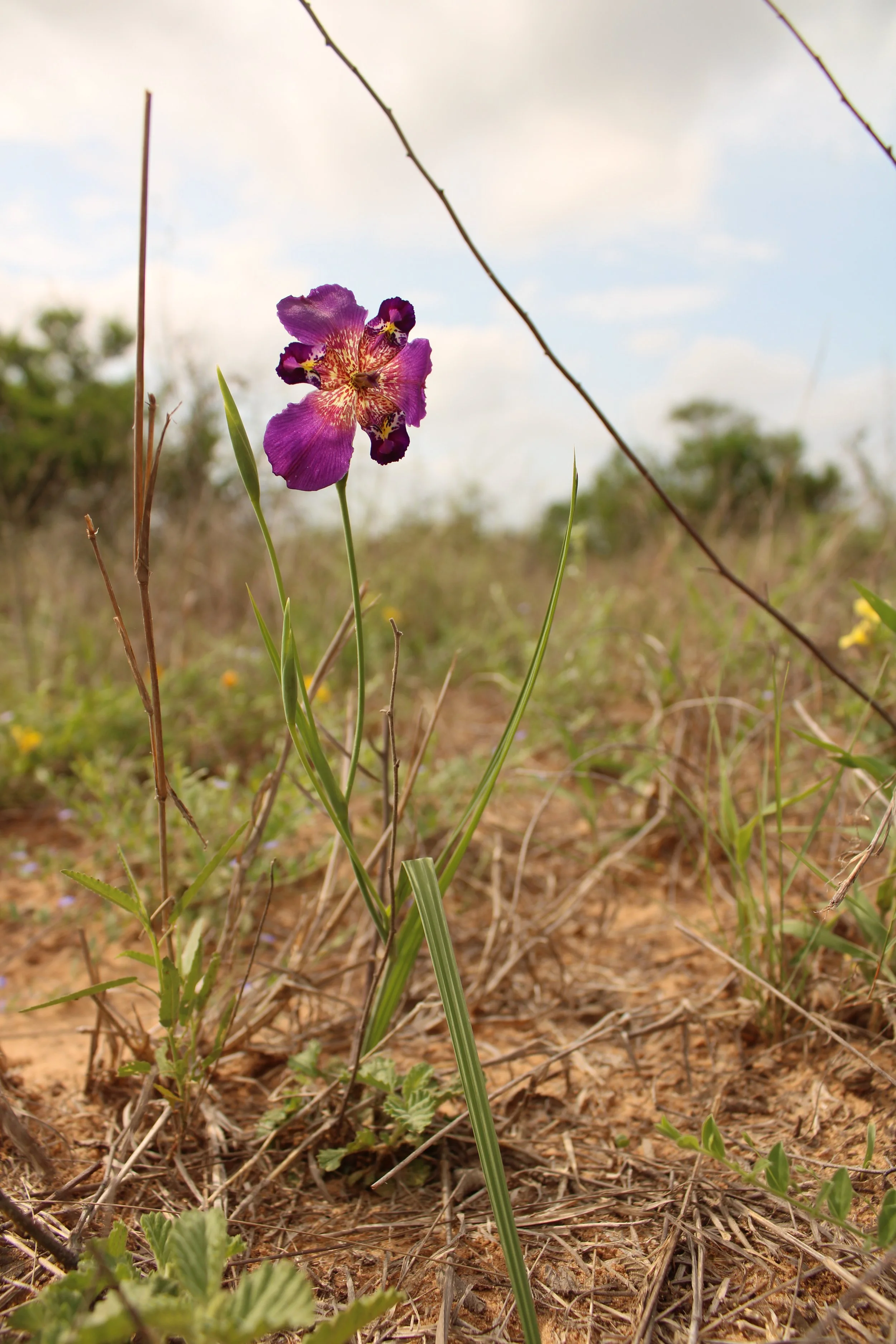 Alophia drummondii blooming on the South Texas Sandsheet in Jim Hogg Co., TX