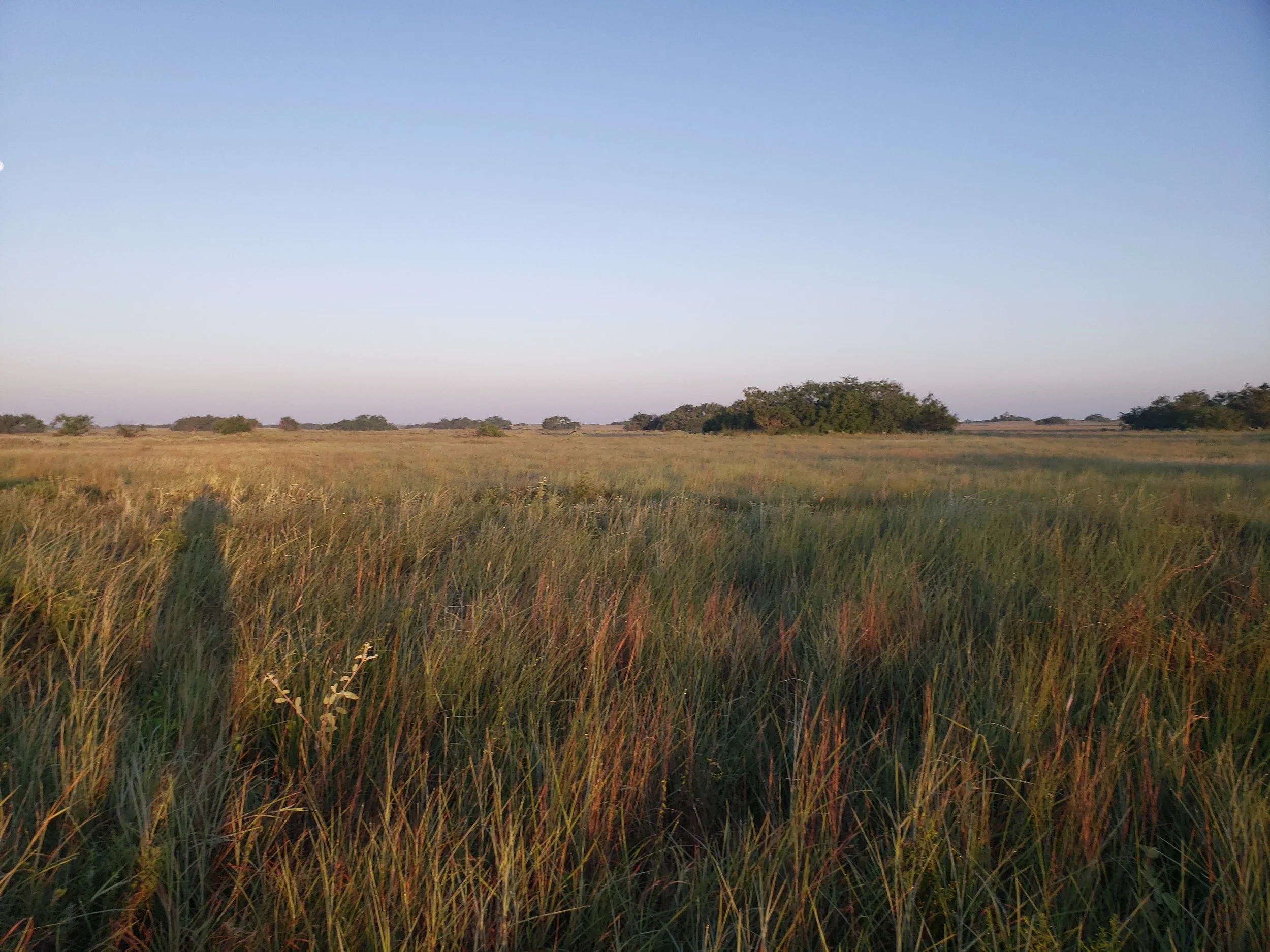 Coastal prairie in Willacy Co., TX