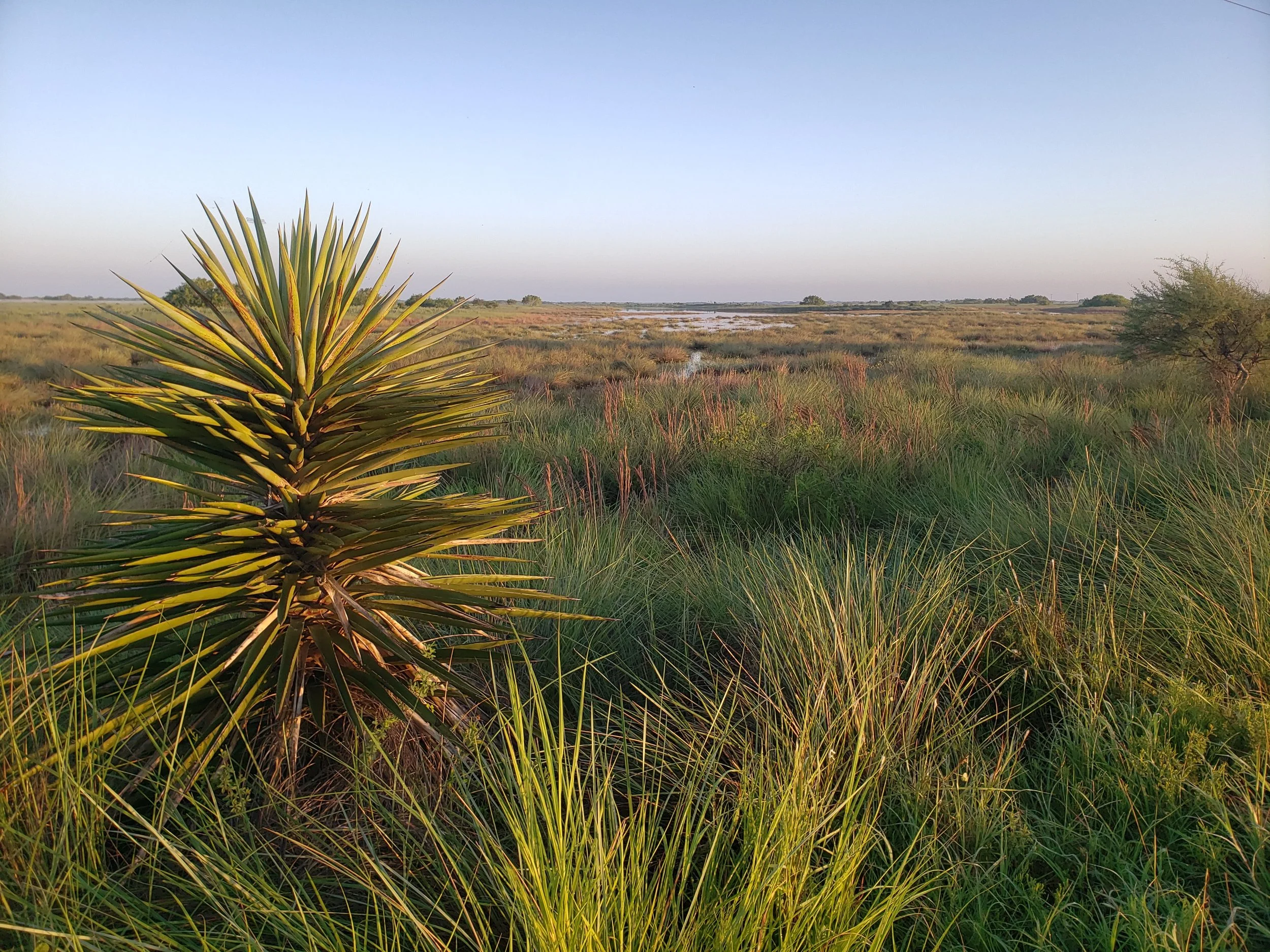 Yucca treculiana in a coastal prairie in Willacy Co., TX