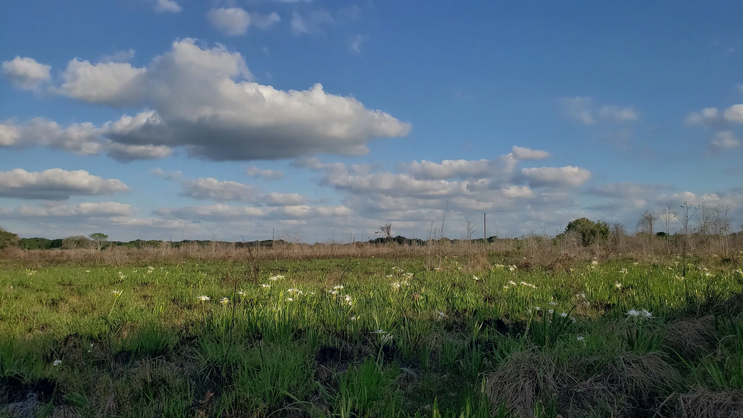 Marsh in Fort Bend Co., TX