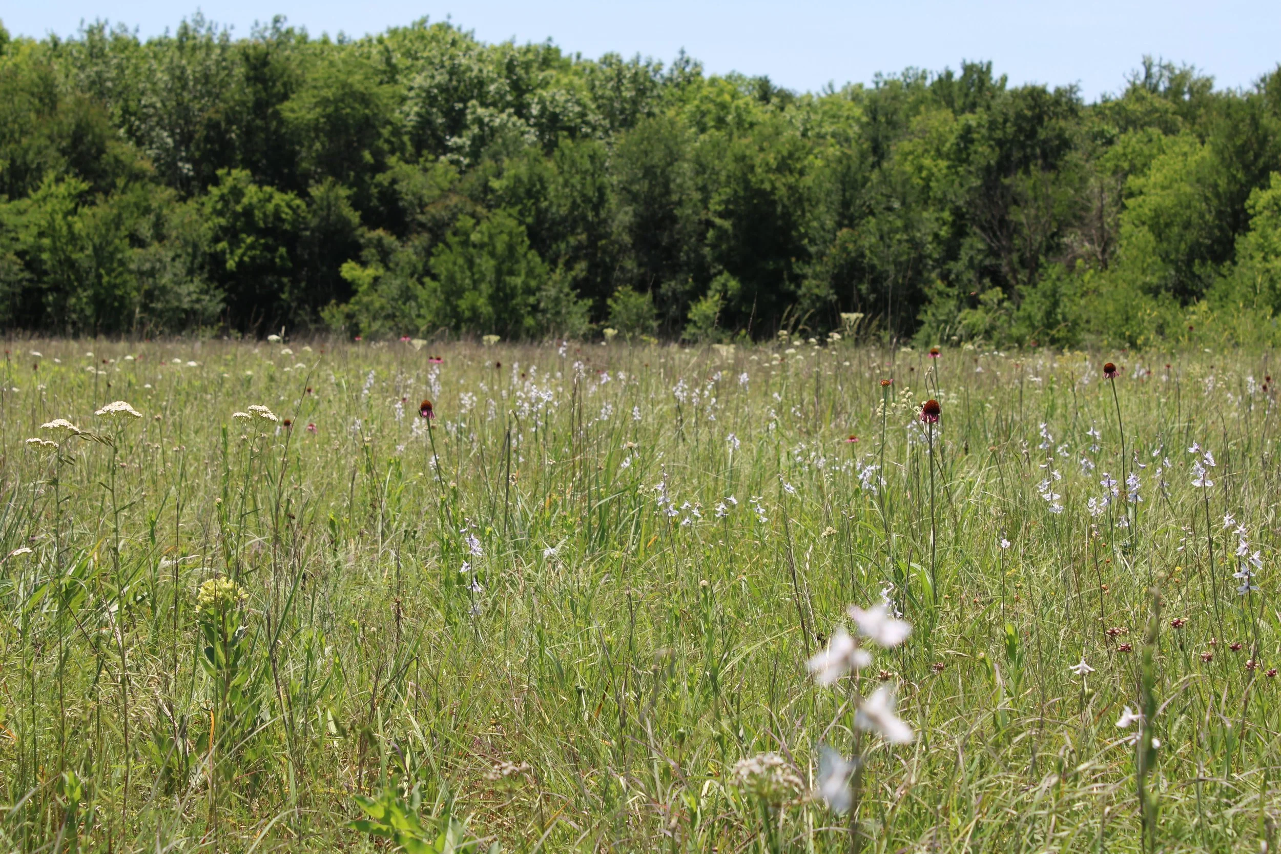 Blackland Prairie remnant with Delphinium carolinianum and Echinacea atrorubens in Grayson Co., TX
