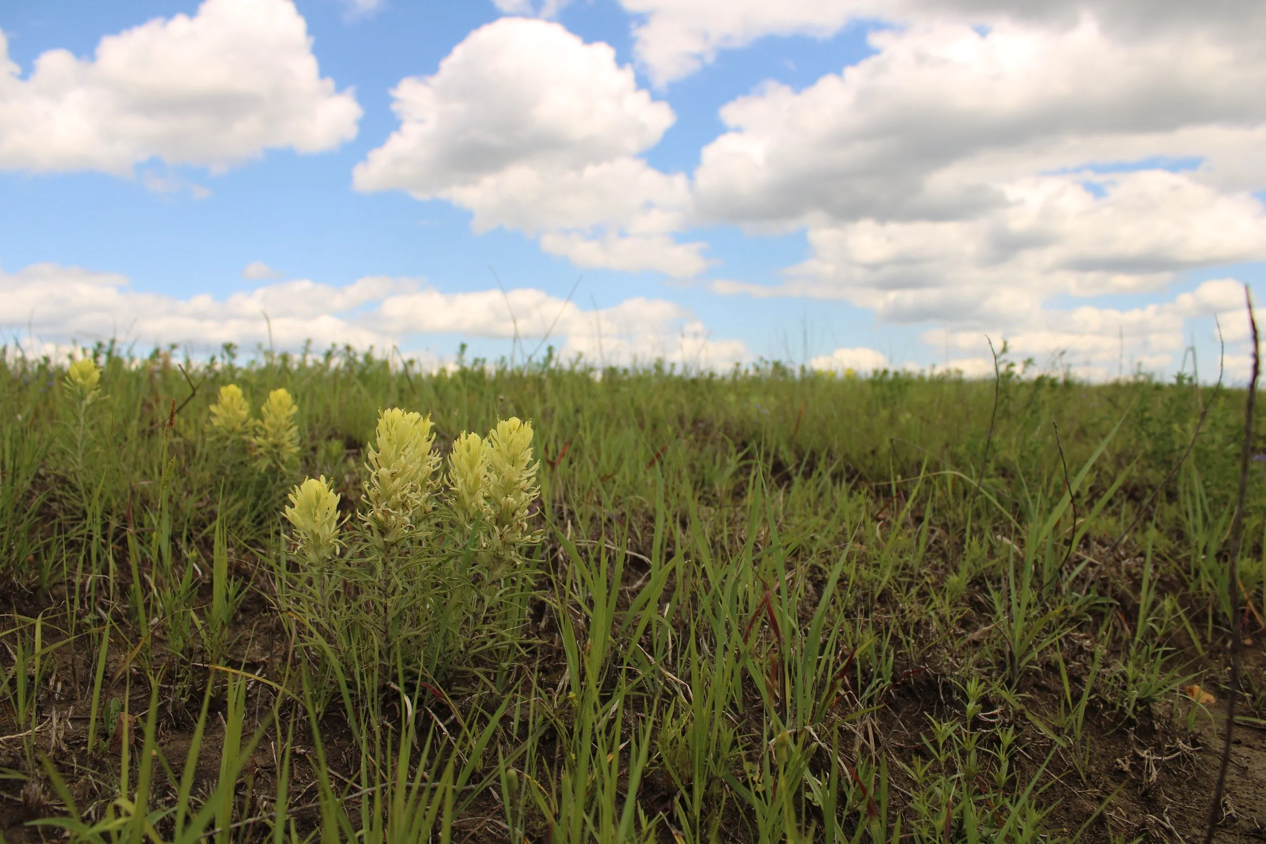 Castilleja citrina in Collin Co., TX