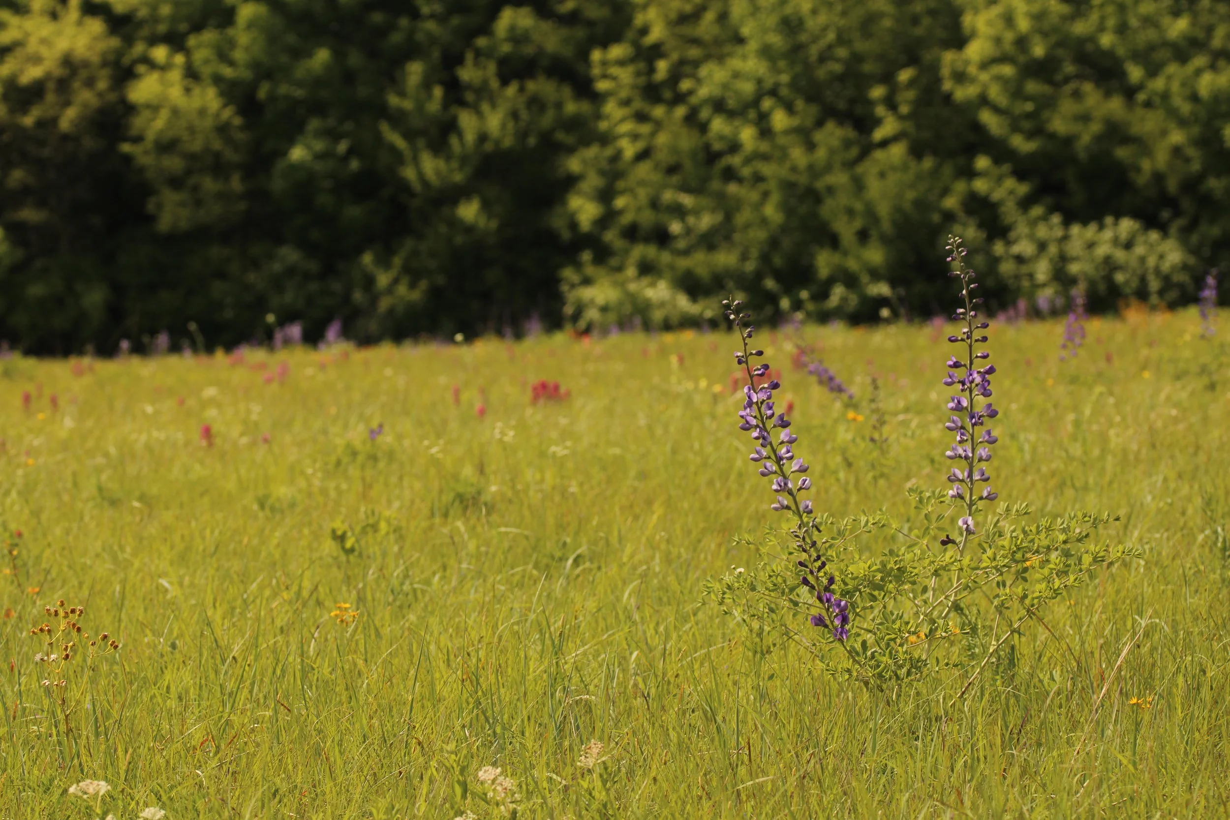 Baptisia hybrid in Grayson Co., TX