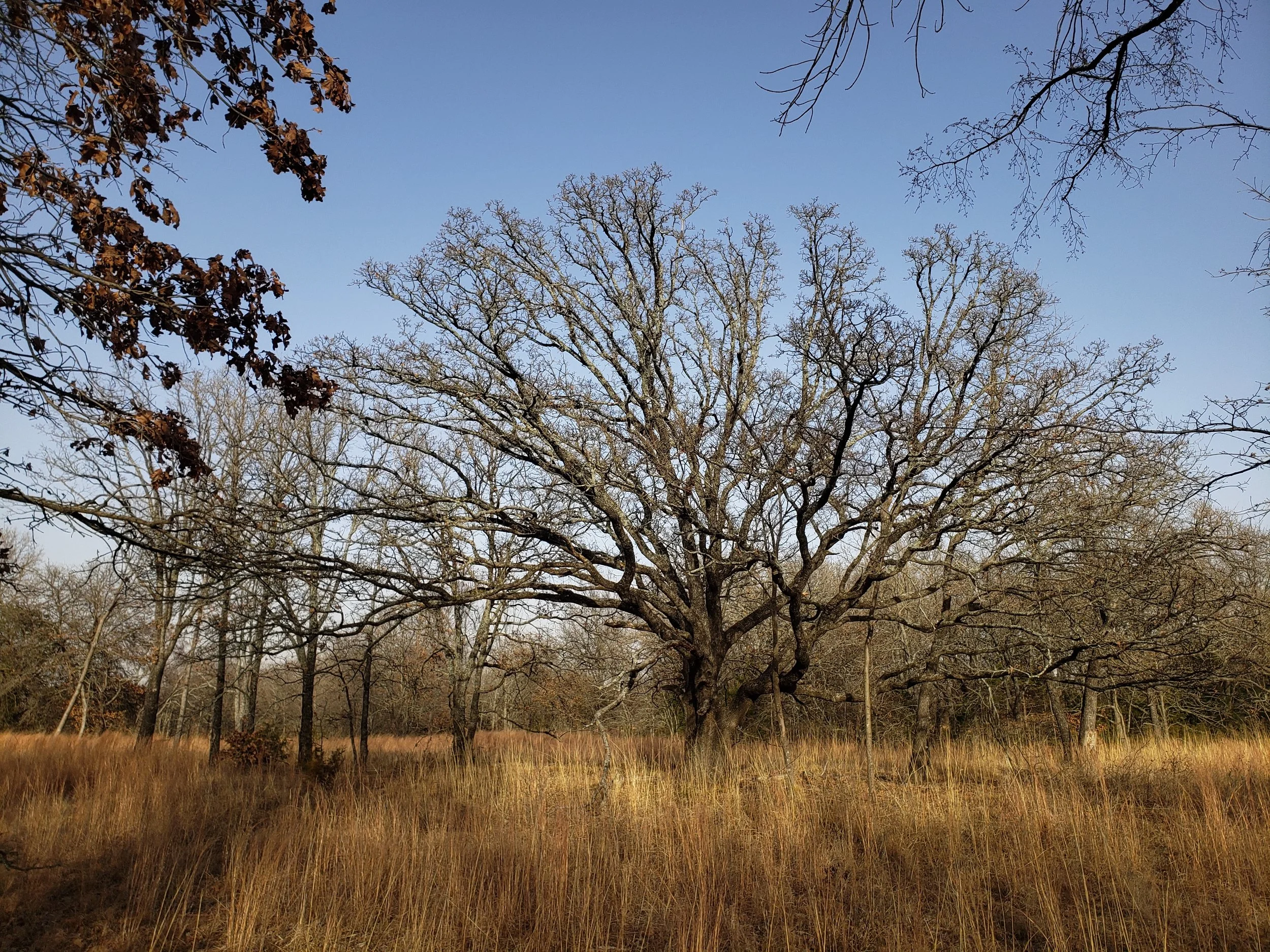 Old oak tree in a savanna remnant in Grayson Co., TX