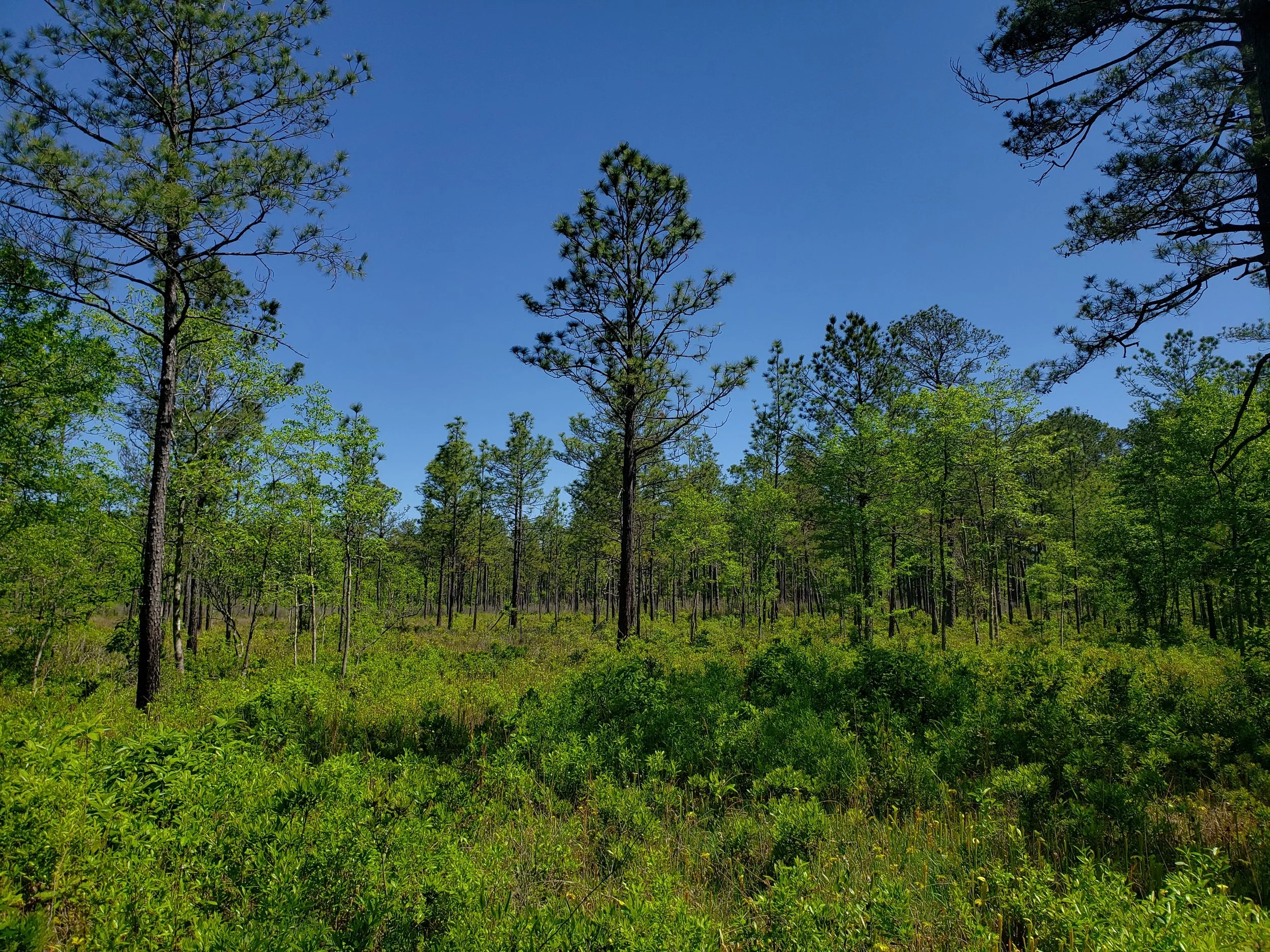 Wet savanna in the pineywoods ecoregion in Hardin Co., TX