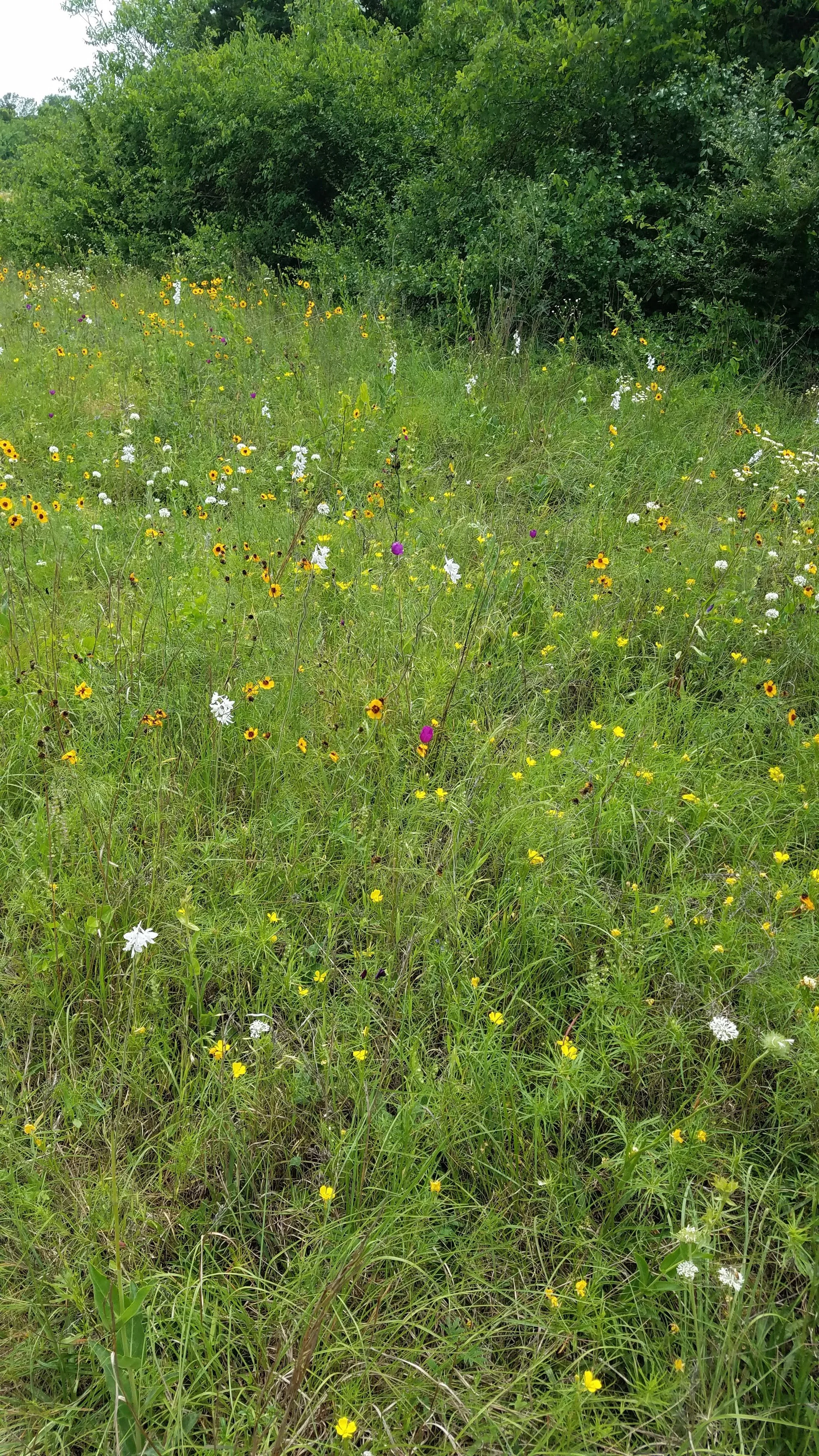 Blackland Prairie remnant on chalky prairie in Collin Co., TX