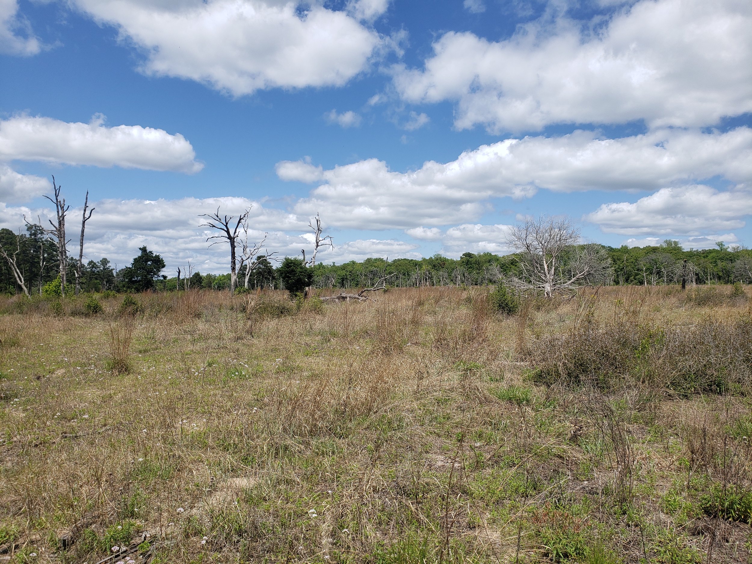 Post Oak Savanna remnant in Anderson Co., TX