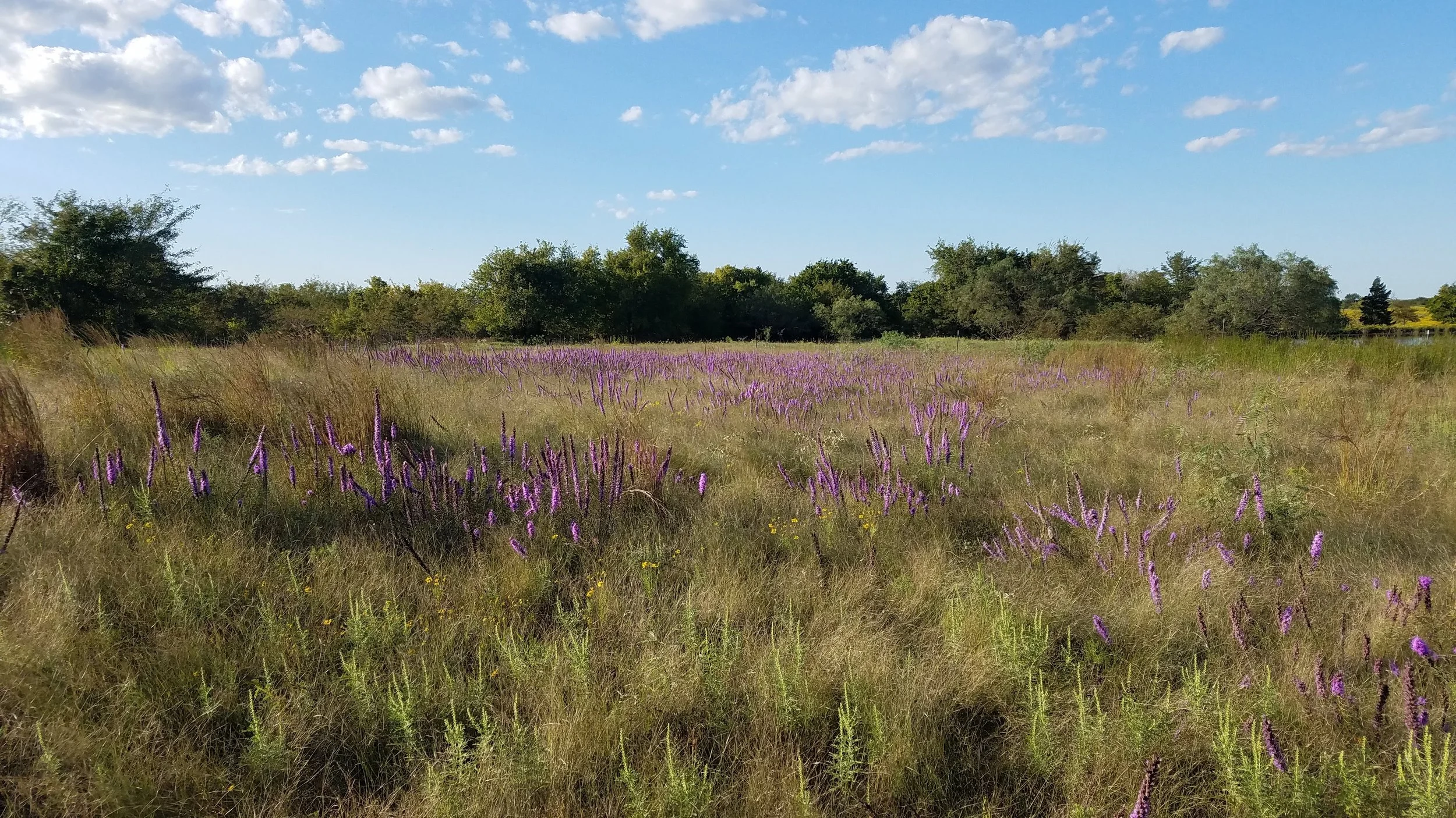 Liatris mucronata superbloom in a Blackland Prairie restoration in Grayson Co., TX