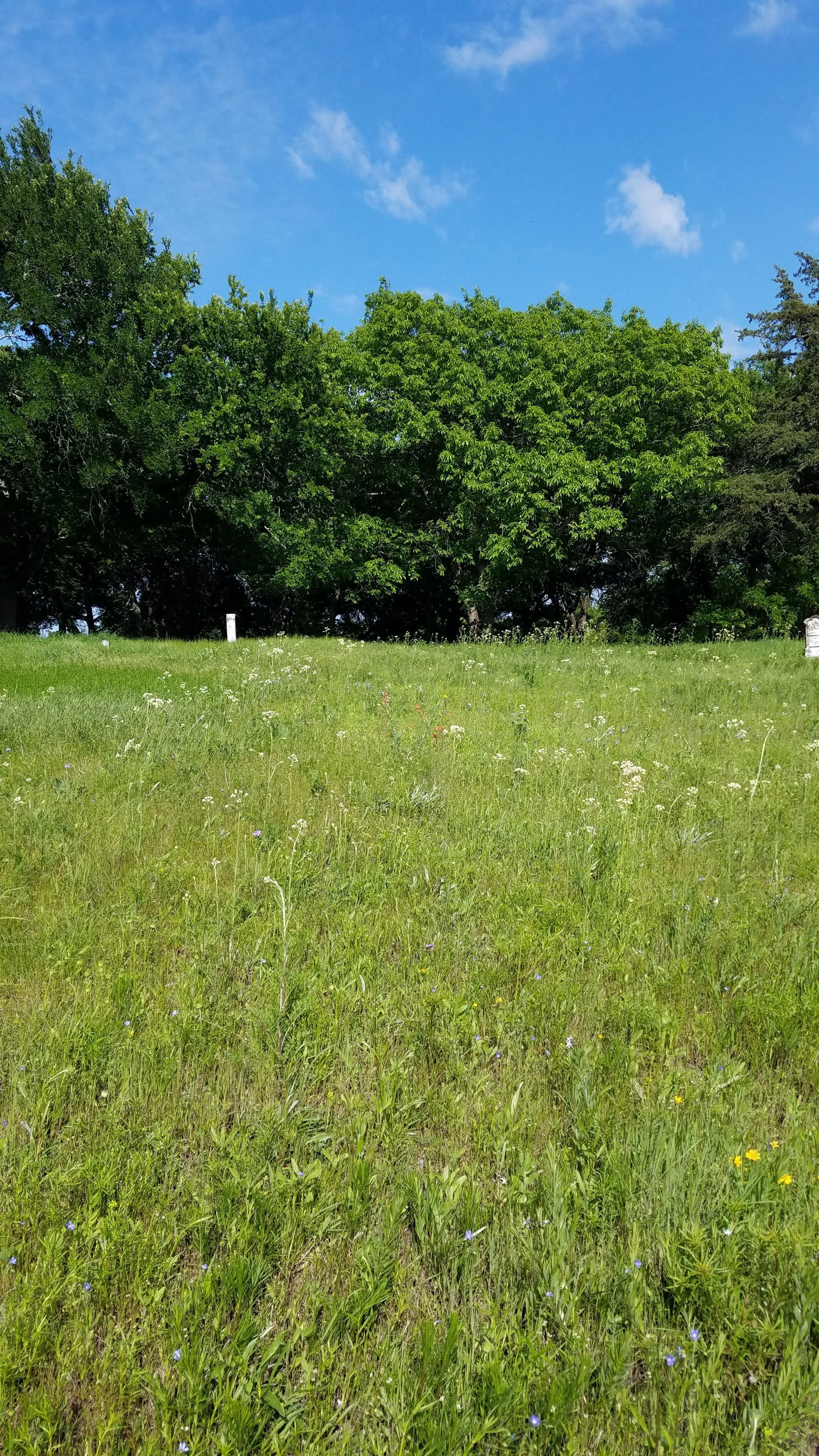 Blackland Prairie remnant in a historic cemetery in Collin Co., TX