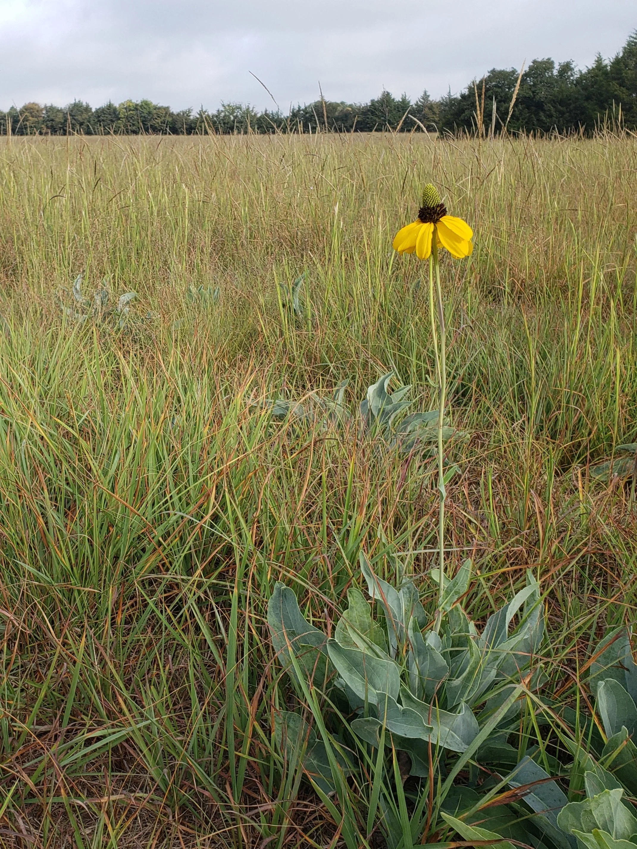 Rudbeckia maxima growing in a Silveus' Dropseed (Sporobolus silveanus) prairie remnant in Lamar Co., TX